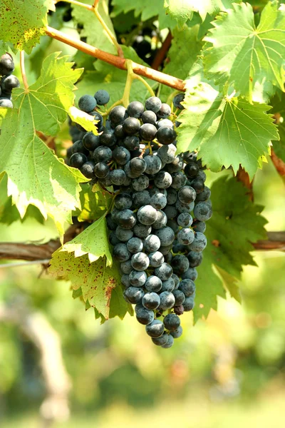 Egy csomó szőlő. — Stock Fotó
