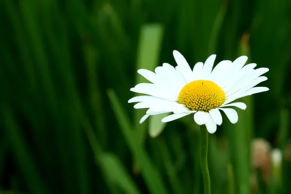 Bright white and yellow daisy — Stock Photo, Image