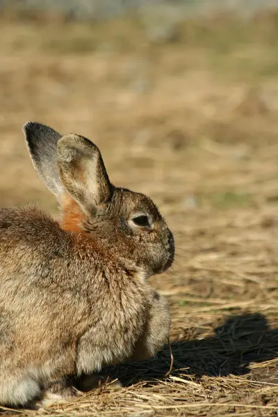 Закрыть кролика — стоковое фото