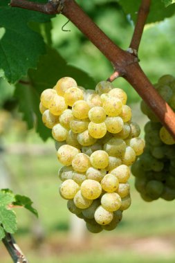 Green chardonnay grapes clipart