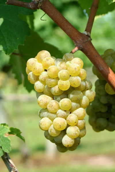 Uvas verdes chardonnay — Fotografia de Stock