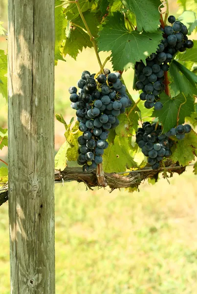 Un racimo de uvas — Foto de Stock