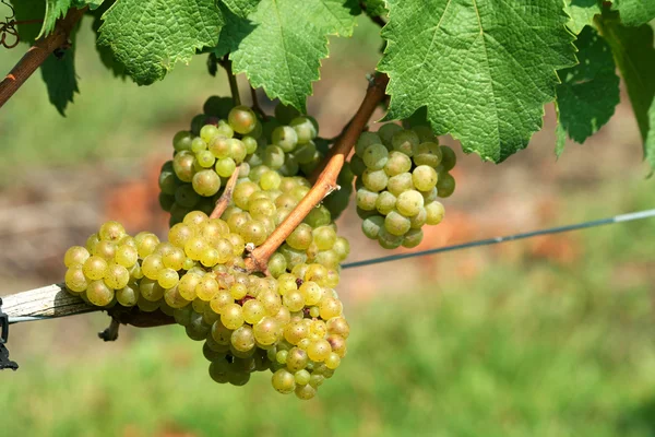 Uvas verdes chardonnay — Fotografia de Stock