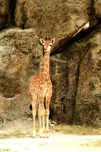 Baby giraffe — Stock Photo, Image