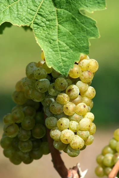 Grüne Chardonnay-Trauben — Stockfoto