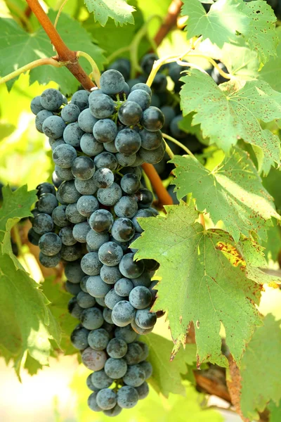 Um monte de uvas. — Fotografia de Stock