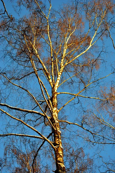 Stock image Tree against the blue sky