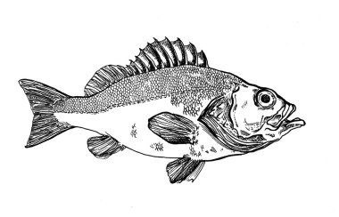 Fish illustration clipart