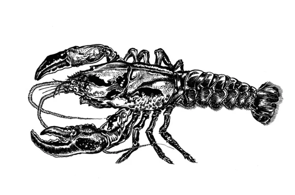 Raka lub homara — Zdjęcie stockowe