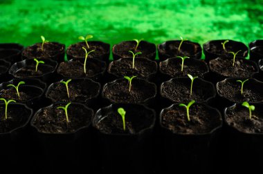 Young seedlings clipart