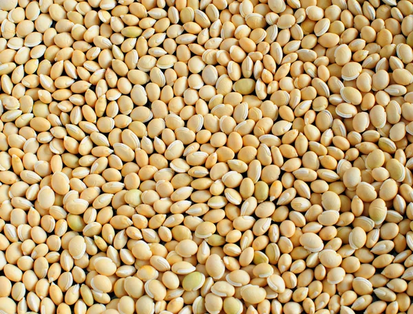 Dolichos beans — Stock Photo, Image
