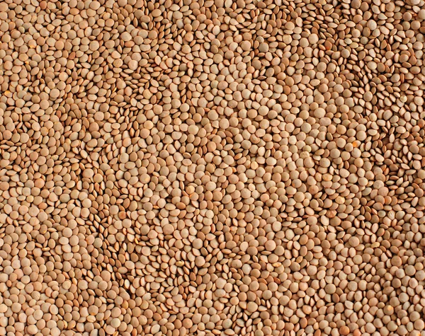 Crimson lentil — Stock Photo, Image