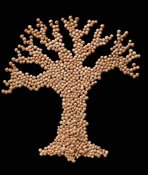 Legume tree — Stock Photo, Image