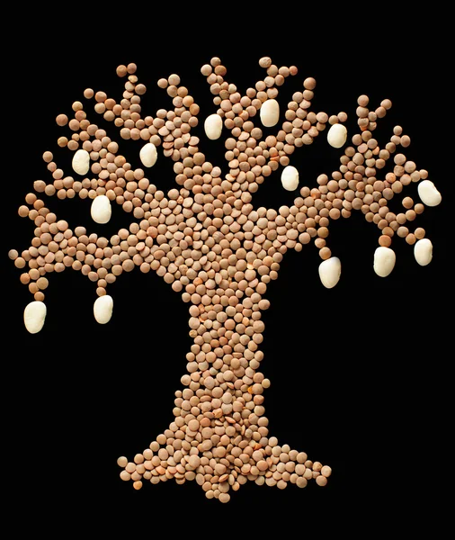 Fruchttragender Hülsenfrüchtebaum — Stockfoto