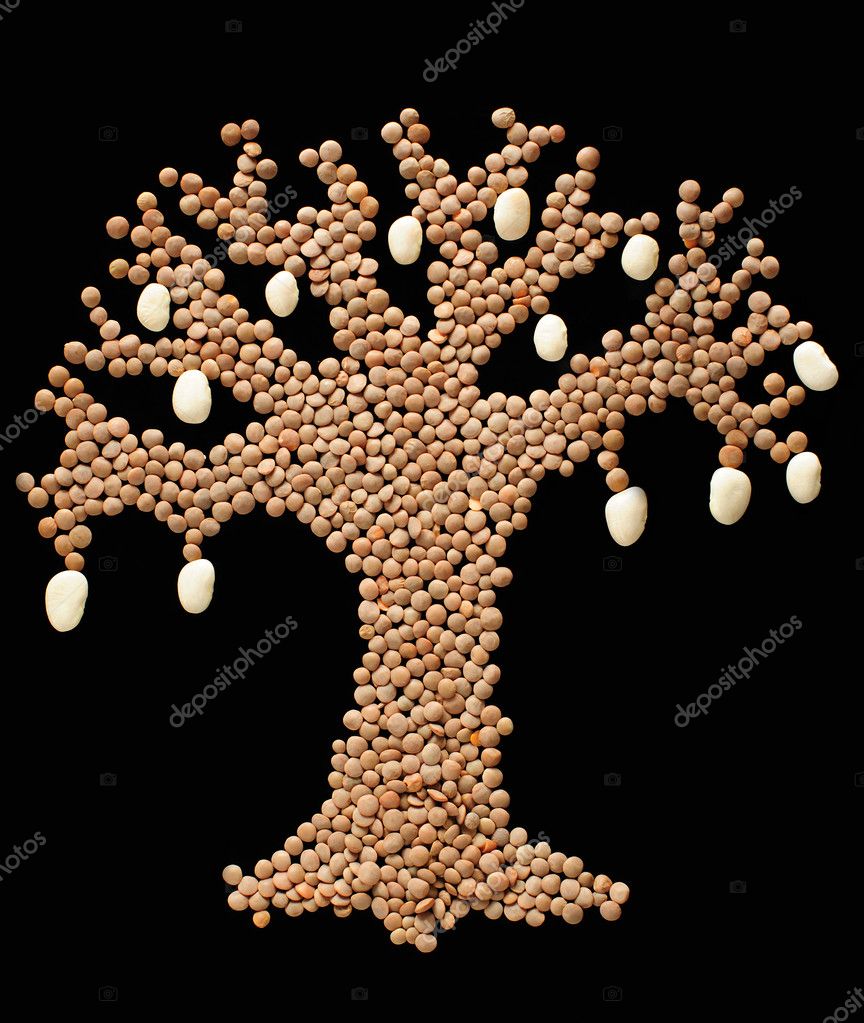 fruit-bearing legume tree | 圖庫照片 08 roman