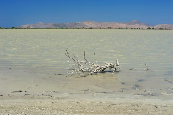 Árbol seco en el lago salado —  Fotos de Stock