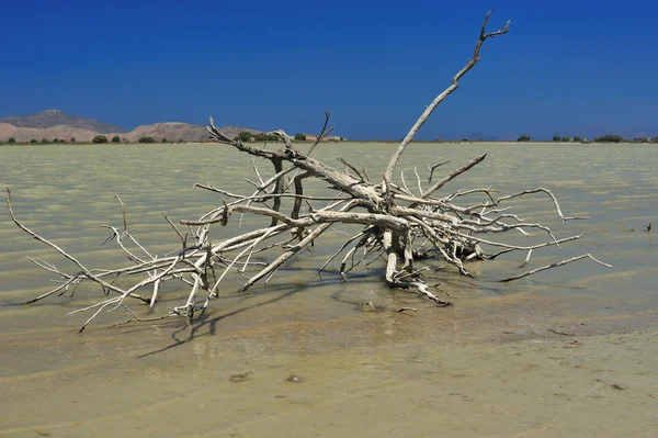 Сухое дерево в соленом озере — стоковое фото
