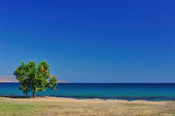 Красивий морський пейзаж з кипарисом — стокове фото