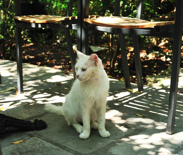 有趣的白色猫 — 图库照片