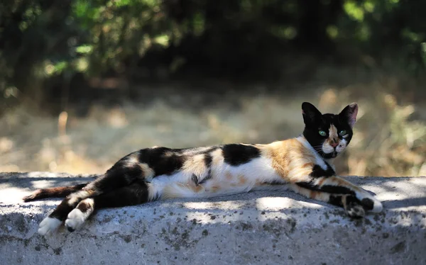 Tortie kedi — Stok fotoğraf