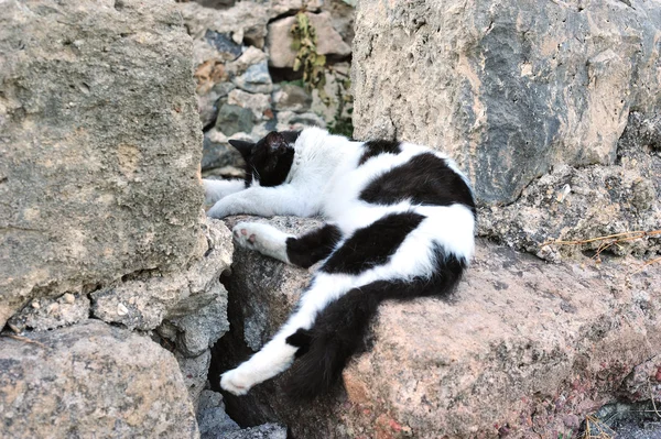 Komik kedi uyuyor — Stok fotoğraf