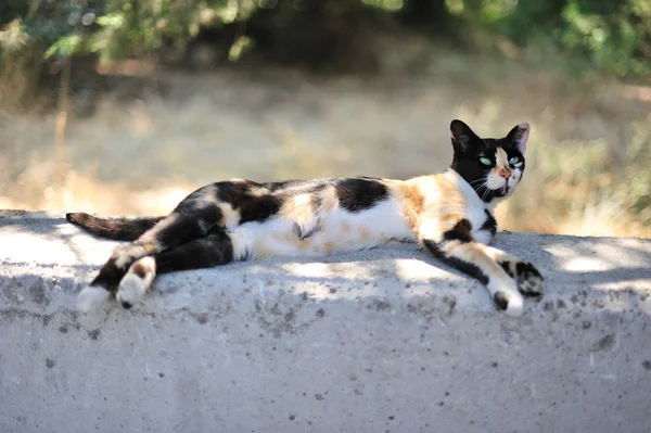 Kočka kaliko — Stock fotografie