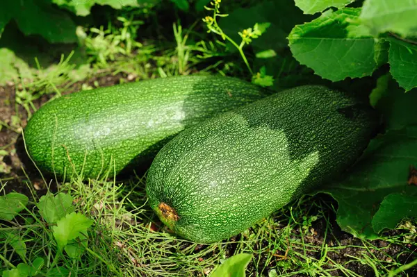 stock image Vegetable marrows