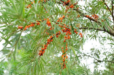 Sea-buckthorn fructifying clipart