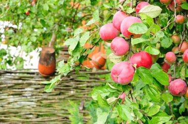 Apple-tree with fruit clipart