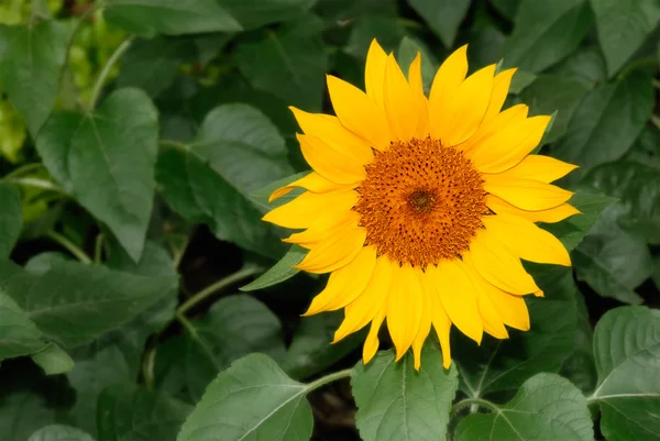 Přírodní krásy jediného slunečnice — Stock fotografie