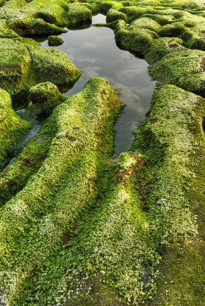 Зеленый берег — стоковое фото
