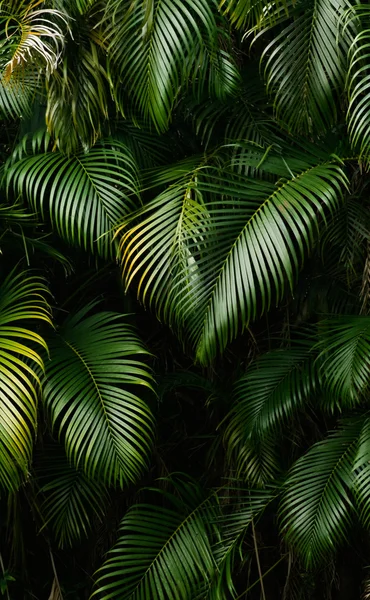 열 대 우림의 풍경 — 스톡 사진
