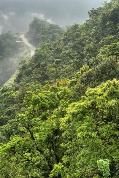 Grön skog i berg — Stockfoto