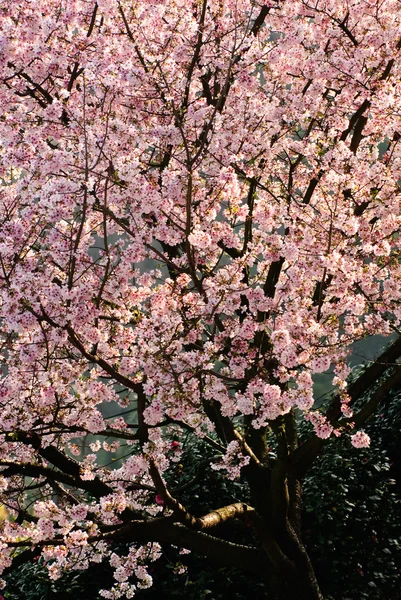 Sakura árbol — Foto de Stock