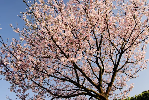 Bela Sakura — Fotografia de Stock