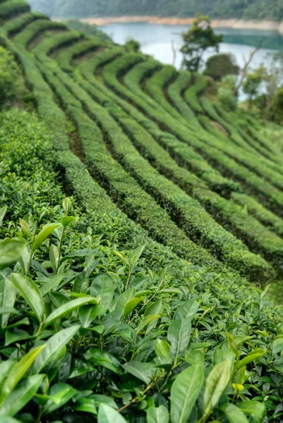 Tea mező — Stock Fotó