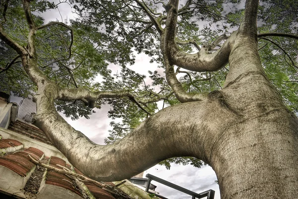 stock image Tree