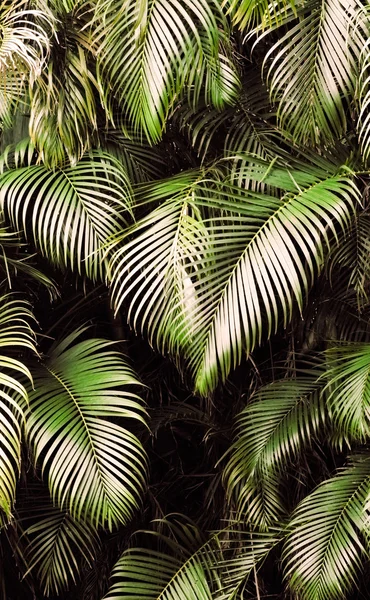 Фону джунглів — стокове фото