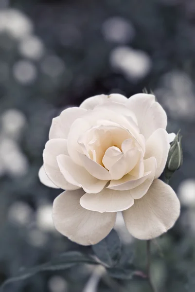 Rose dans la nature — Photo