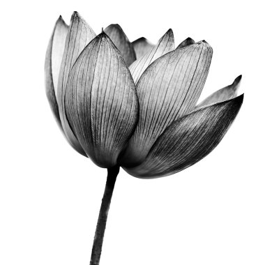 Lotus clipart