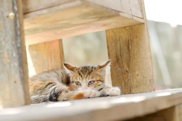 stock image Cat