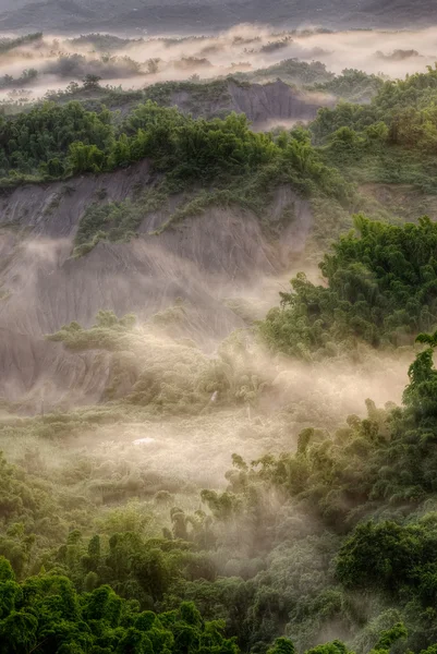 Bosque verde con niebla — Foto de Stock