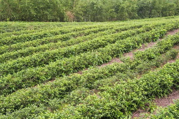 Farm of tea — Stock Photo, Image