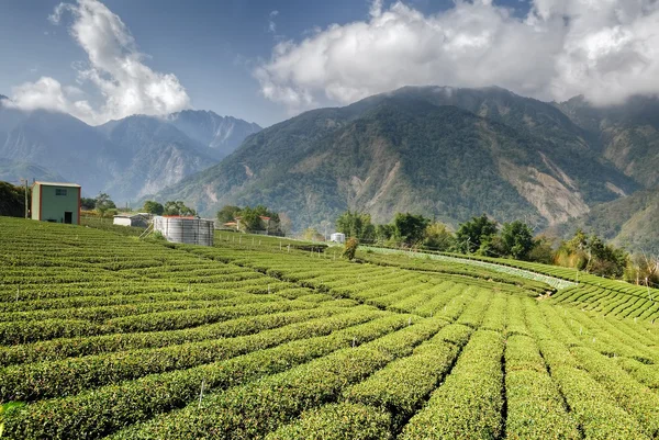 Τσάι αγρόκτημα — Φωτογραφία Αρχείου