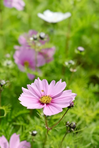 Kolorowy ogród z kwiatami — Zdjęcie stockowe