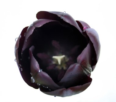 Black tulip isolated on white clipart