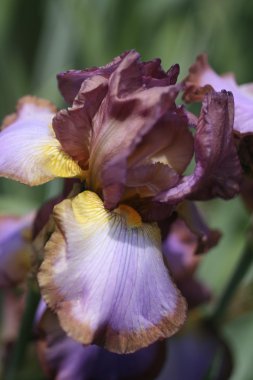 Iris Closeup clipart