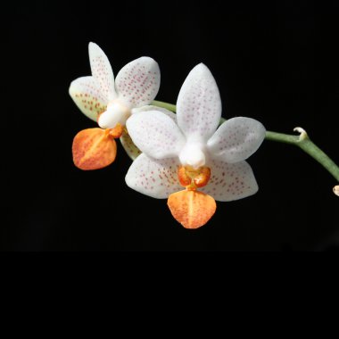 Phalaenopsis 