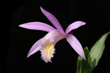 Orchids pleione isolates on black clipart