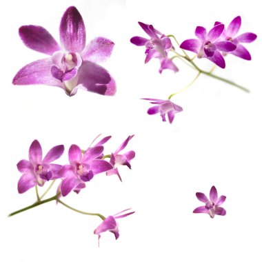 Collection of Purple Dendrobium orchids clipart